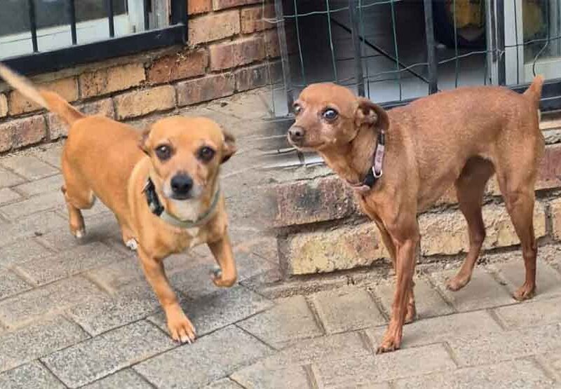 Adopt Min Pins: Roscoe and Mia