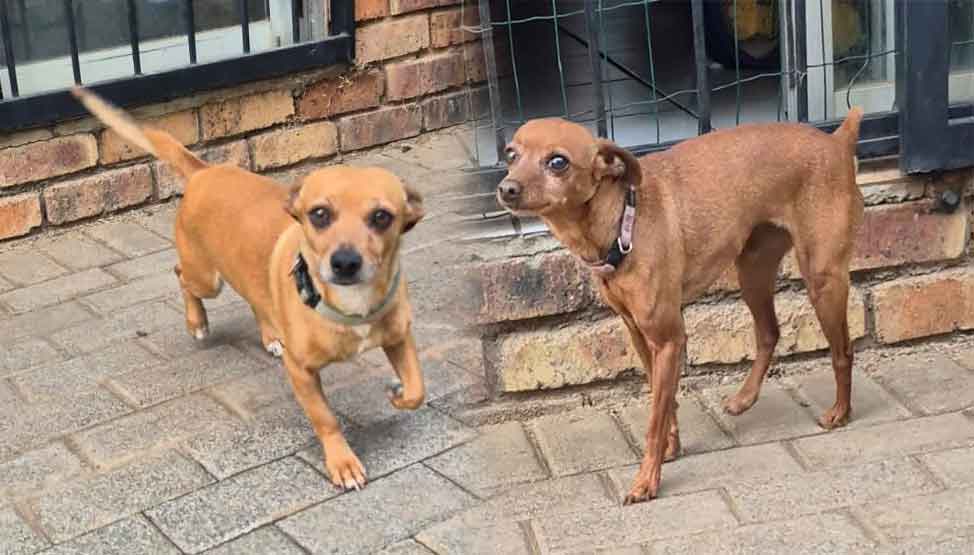 #220 Gauteng, Boksburg ~ Adopt Min Pins: Roscoe and Mia 9 #220 Gauteng, Boksburg ~ Adopt Min Pins: Roscoe and Mia