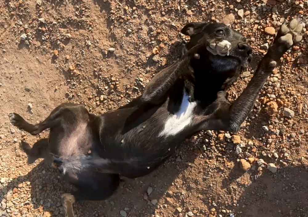 submissive, abused dog, needs calm home