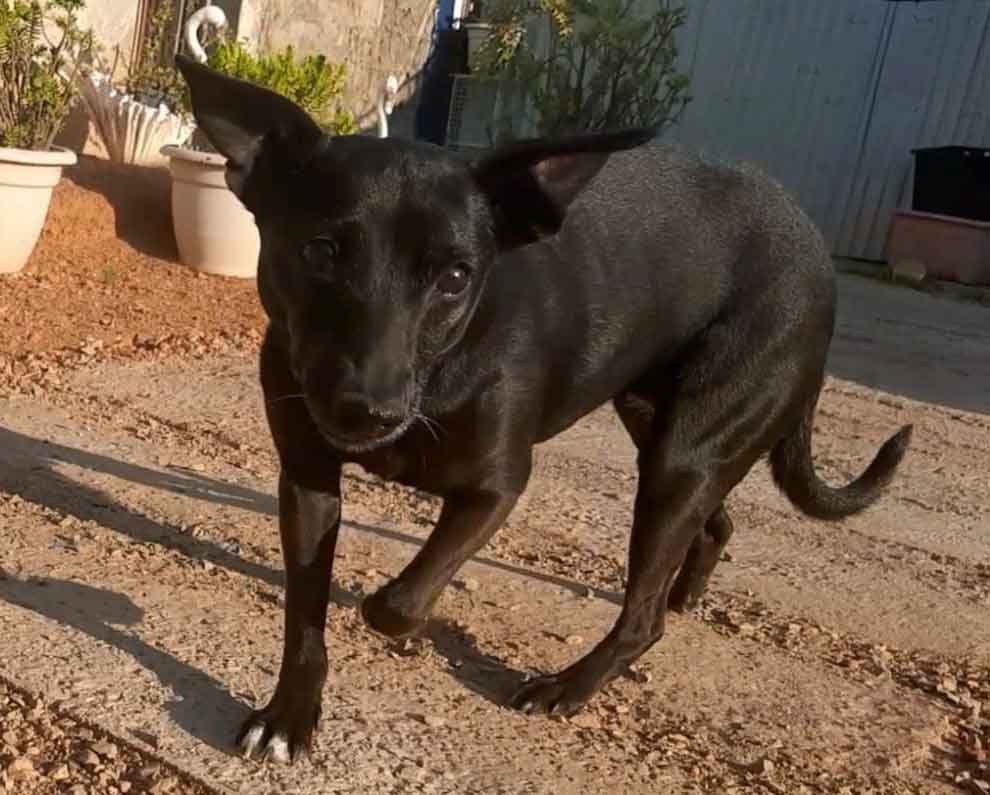 #230 Western Cape, Moorreesburg ~ Adopt Female Min Pin Mix: Tessa 1 #230 Western Cape, Moorreesburg ~ Adopt Female Min Pin Mix: Tessa