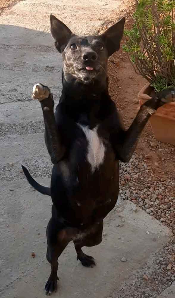 Miniature Pinscher standing on hind legs for treats