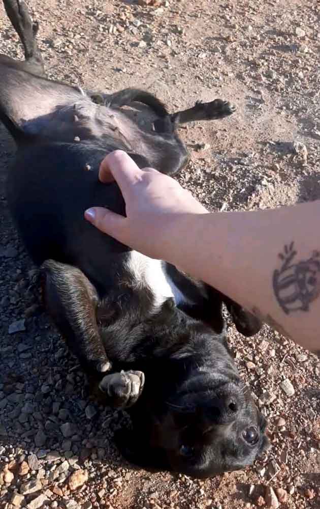 loving min pin mix female