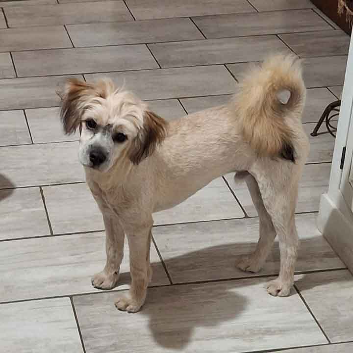 #221 ALREADY ADOPTED - Gauteng, Pretoria ~ Adopt Vlokkie: Adorable 6-month-old Maltese Mix Puppy 1 Adopt Vlokkie: Adorable 6-Month-Old Maltese Mix Puppy