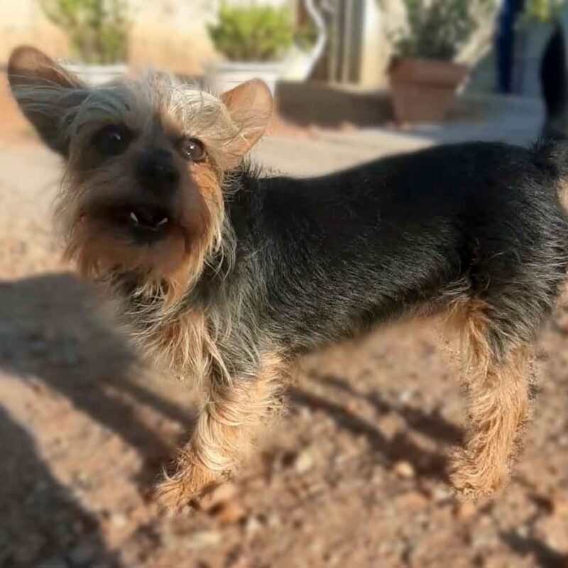 Playful female Yorkie Pin Vlooi twirling with excitement, ready for adoption in Western Cape