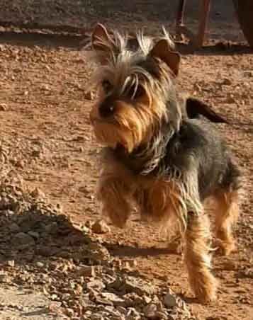 Playful Yorkshire Terrier Min Pin mix female