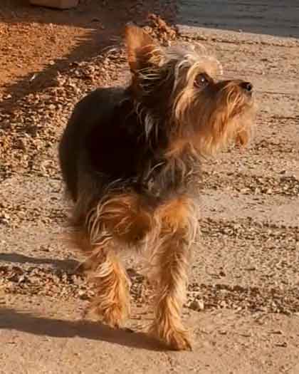 small Yorkshire Terrier - Min Pin Mix Female available for adoption