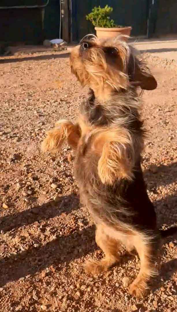 Yorkie Pin standing on hind legs to get a treat