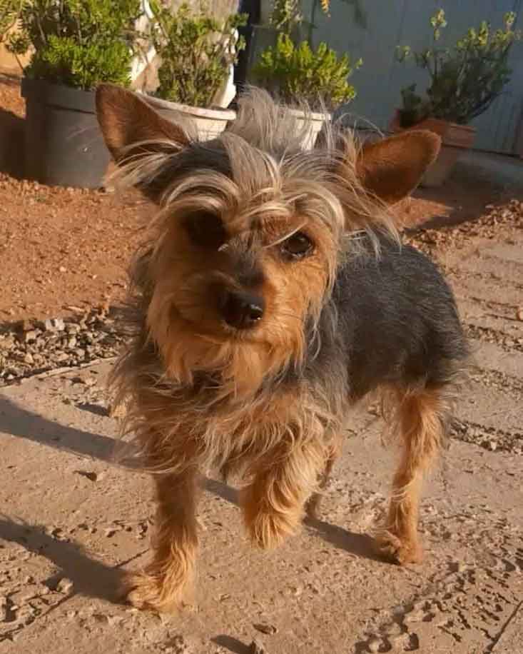 Yorkie Pin female