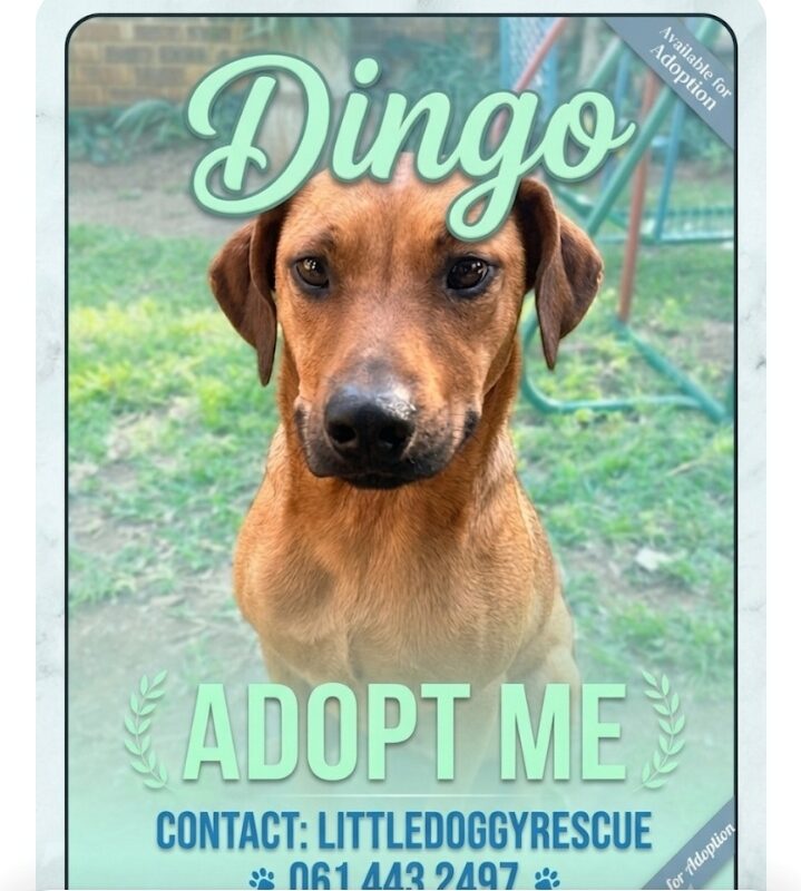 dingo, mixed breeds, needs to be adopted
