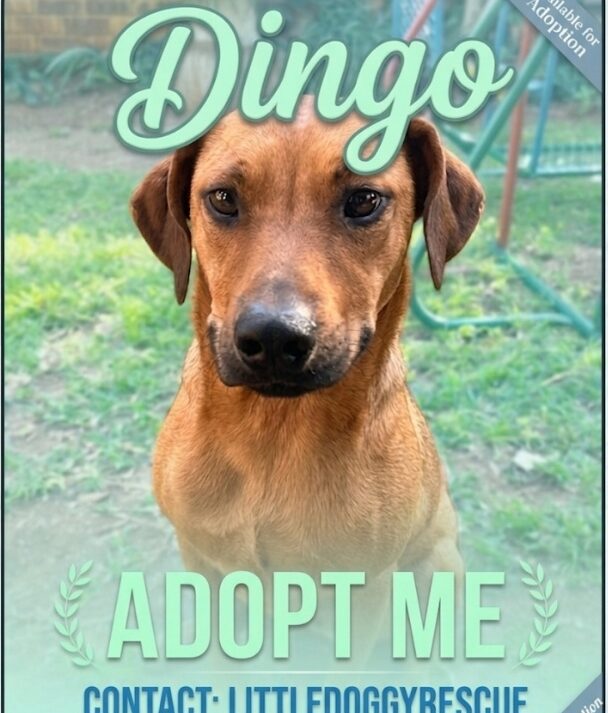 #222A Gauteng, Centurion ~ Adopt Dingo Mixed Breed Male