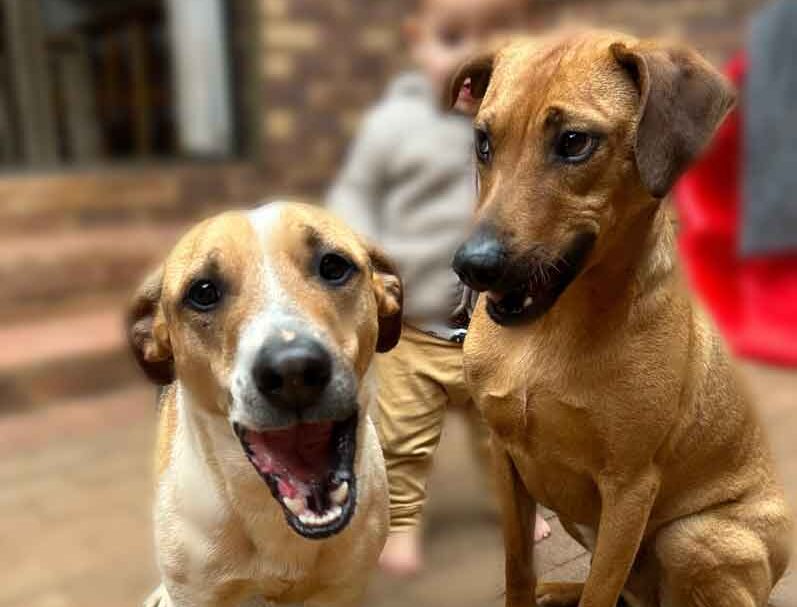 #222 Gauteng, Centurion ~ Adopt Mixed Breed Males in Centurion 8 #222 Gauteng, Centurion ~ Adopt Mixed Breed Males in Centurion