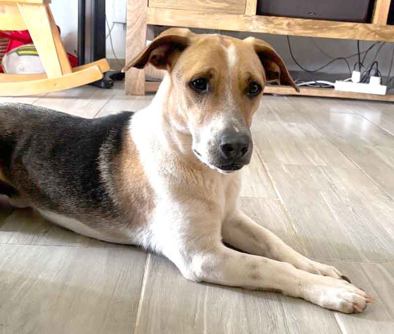 male dog, Jack Russell Beagle Cross