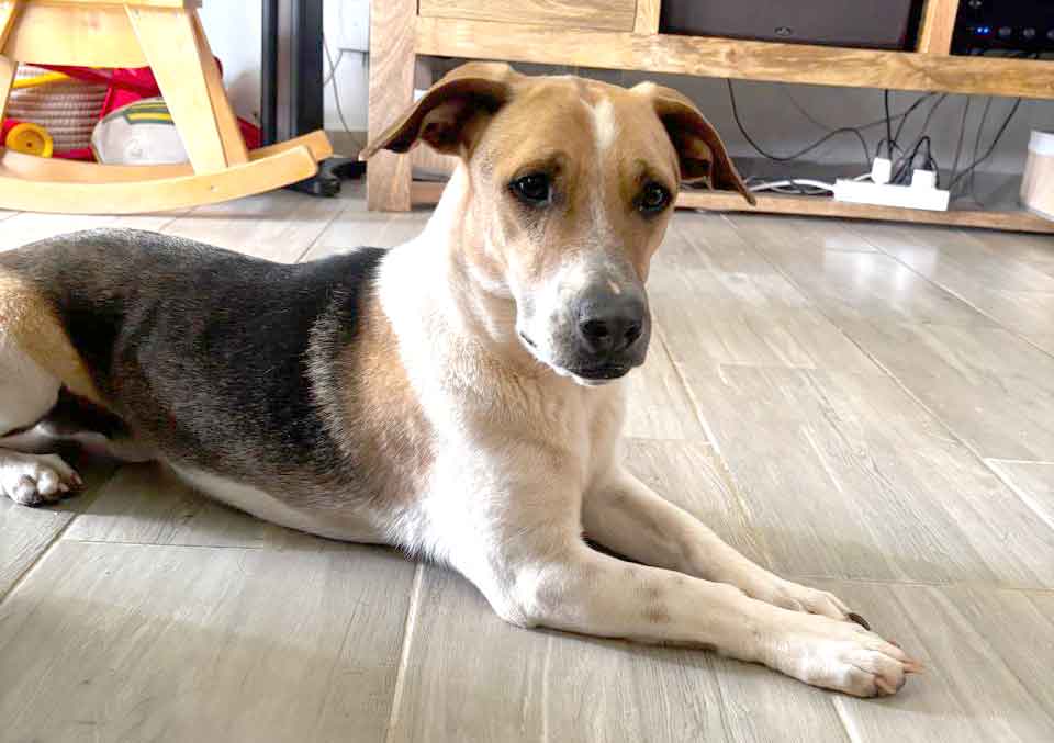 #222 Gauteng, Centurion ~ Adopt Wollie a Jack-A-Bee