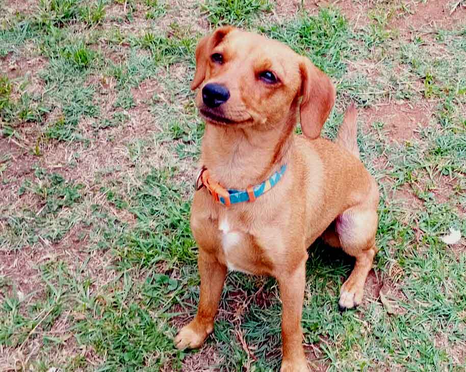 #232 Gauteng, Randfontein ~ Luna Female Dachshund mix Puppy 3 #232 Gauteng, Randfontein ~ Luna Female Dachshund mix Puppy