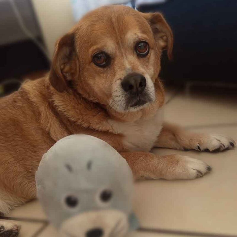 9 year old Peke-A-Jack male