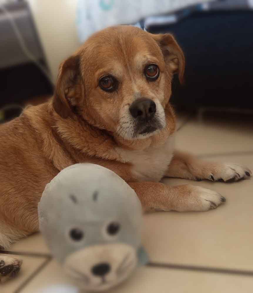 #234 Gauteng, Brakpan ~ Adopt Bacon Male Peke-A-Jack 1 #234 Gauteng, Brakpan ~ Adopt Bacon Male Peke-A-Jack