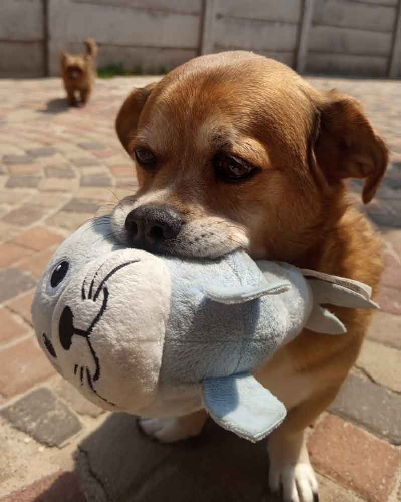 #234 Gauteng, Brakpan ~ Adopt Bacon Male Peke-A-Jack 1 9-year-old male Peke-A-Jack Bacon playing with a toy