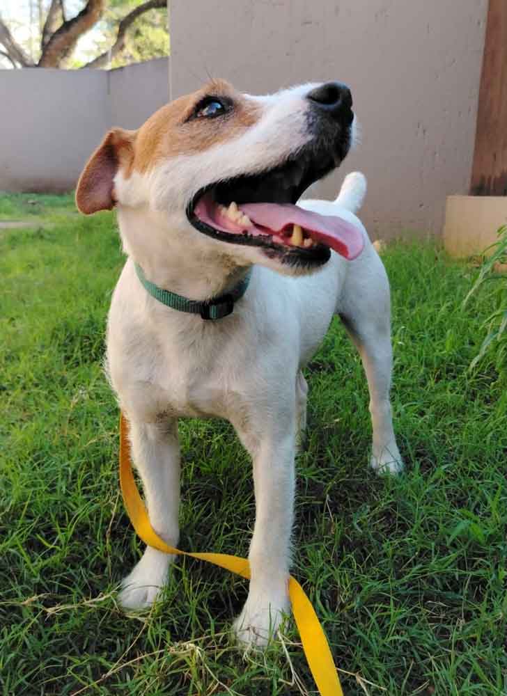 Male Jack Russell