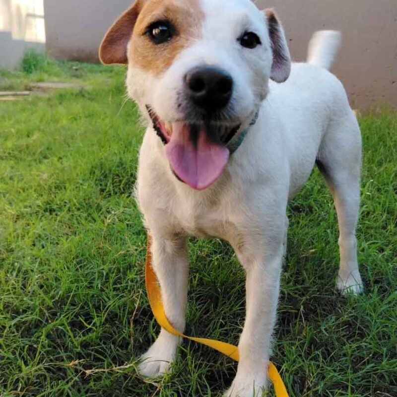 Adopt Bubbles a Male Jack Russell