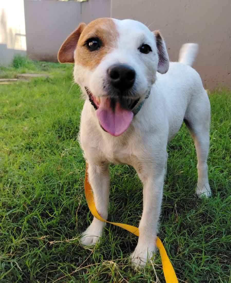 #238 Gauteng, Pretoria ~ Adopt Bubbles a Male Jack Russell