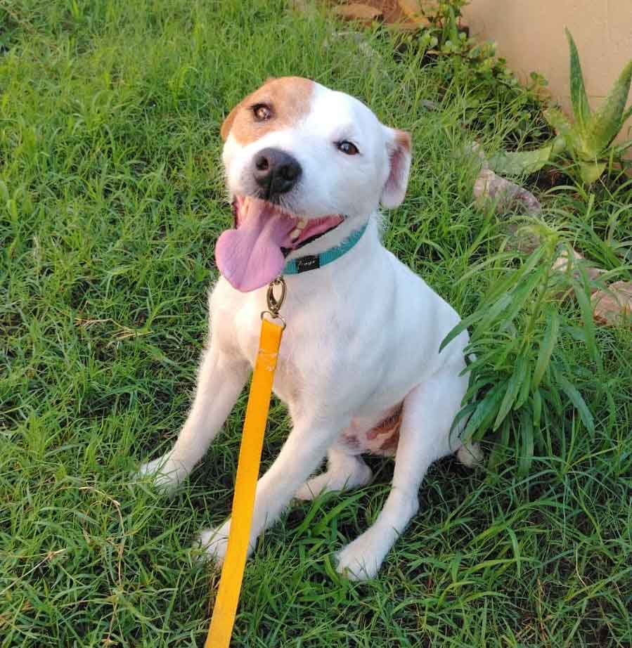 Adopt Bubbles – Loving 3-Year-Old Jack Russell Terrier Ready for His Forever Home