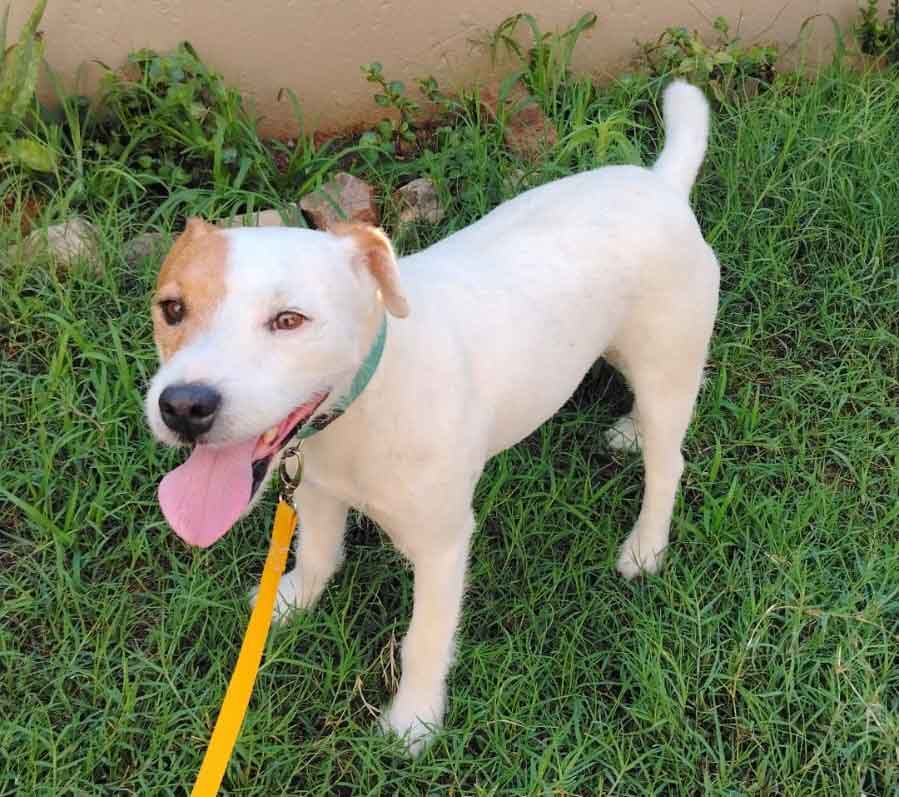 Adopt Bubbles a Male Jack Russell