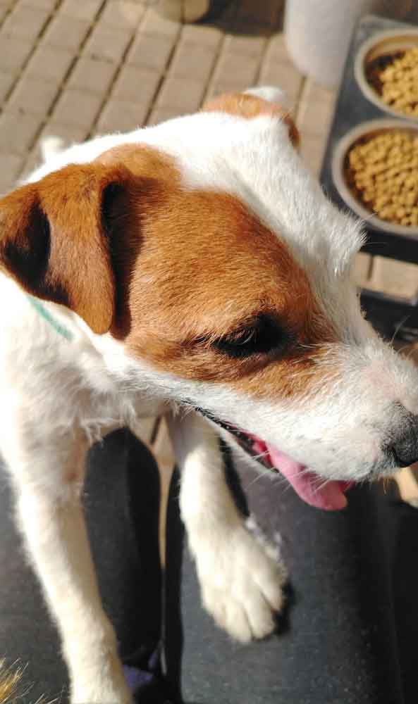 Adopt Bubbles – Loving 3-Year-Old Jack Russell Terrier Ready for His Forever Home