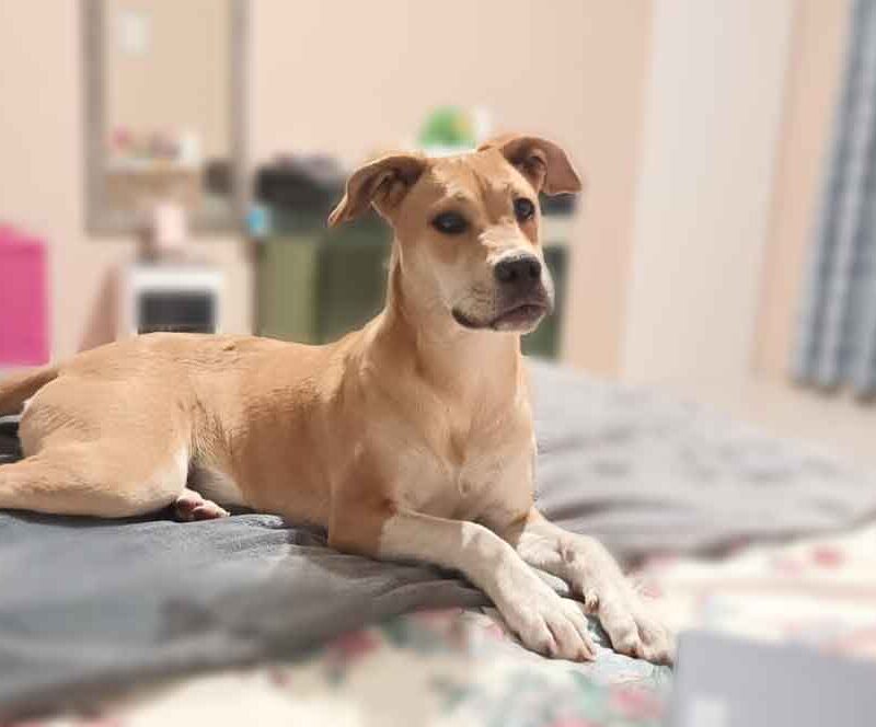 coco female afrikanis puppy cuddled on the bed