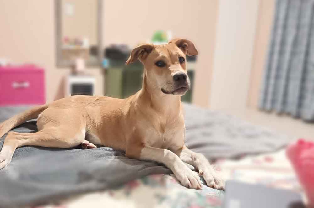 #231 Gauteng, Edenvale ~ Afrikanis Female Puppy Coco 4 #231 Gauteng, Edenvale ~ Afrikanis Female Puppy Coco