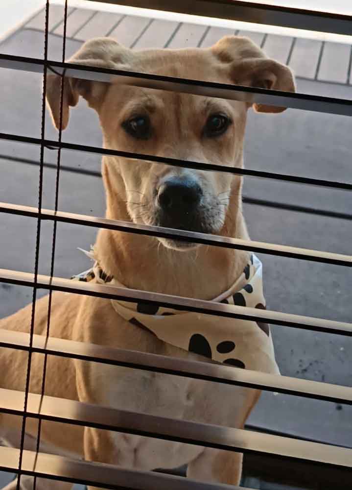 coco female afrikanis puppy