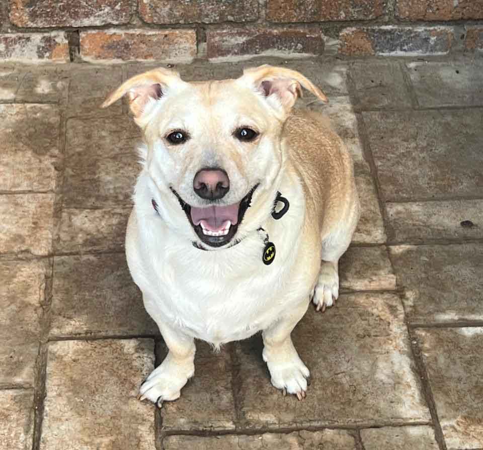  Labrador x Jack Russell mix