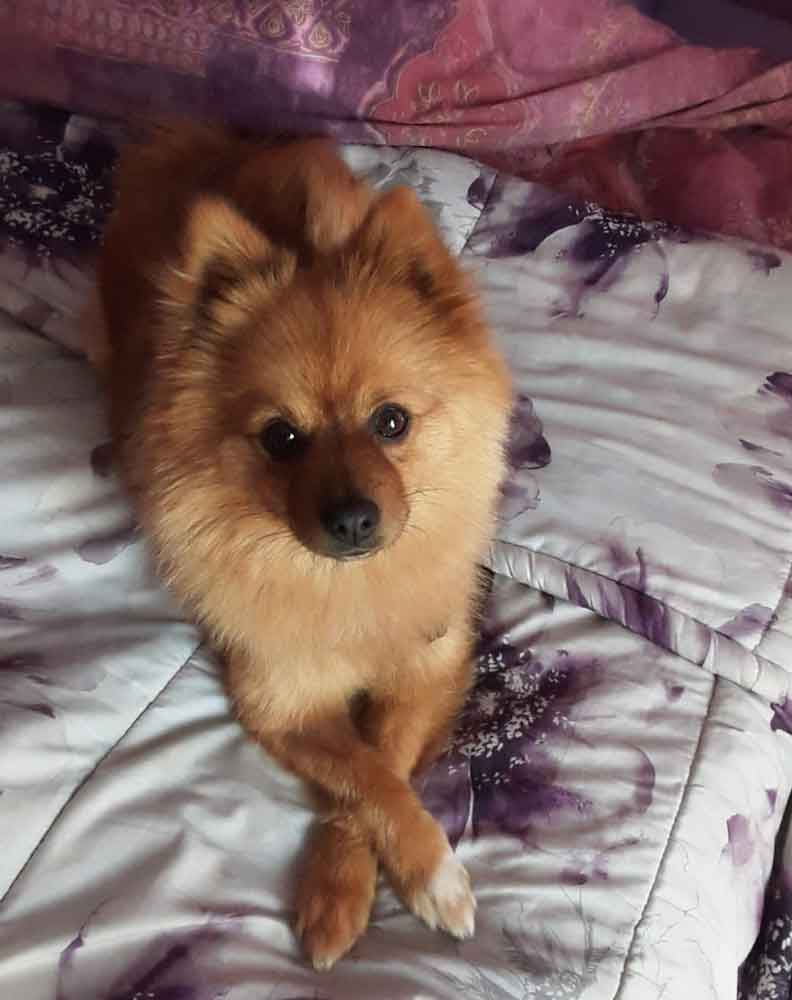 #235 ALREADY ADOPTED - Gauteng, Randburg ~ Adopt Female Pomeranian Mix: Skye 7 pomeranian mix female
