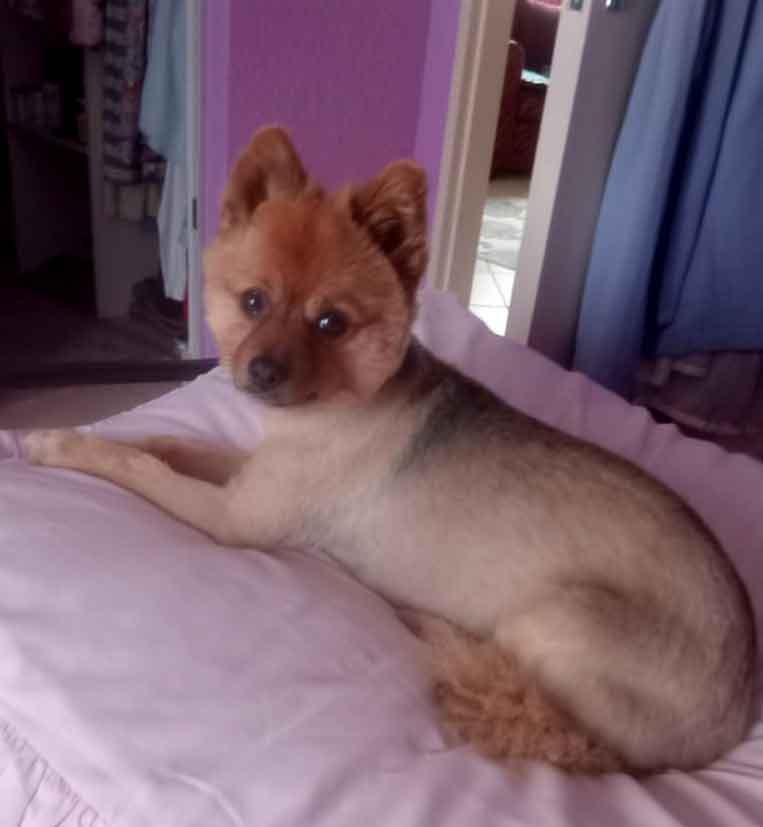 #235 ALREADY ADOPTED - Gauteng, Randburg ~ Adopt Female Pomeranian Mix: Skye 6 female Pomeranian laying on the bed after being groomed