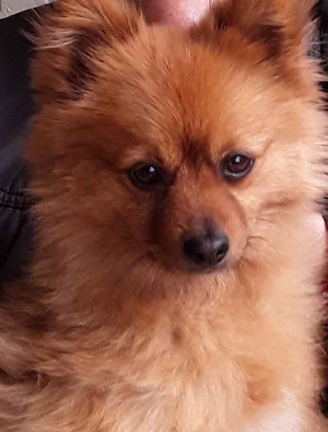#235 ALREADY ADOPTED - Gauteng, Randburg ~ Adopt Female Pomeranian Mix: Skye 4 ungroomed