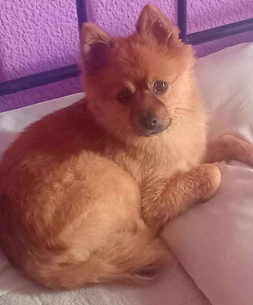 #235 ALREADY ADOPTED - Gauteng, Randburg ~ Adopt Female Pomeranian Mix: Skye 2 6-year-old female Pomeranian mix