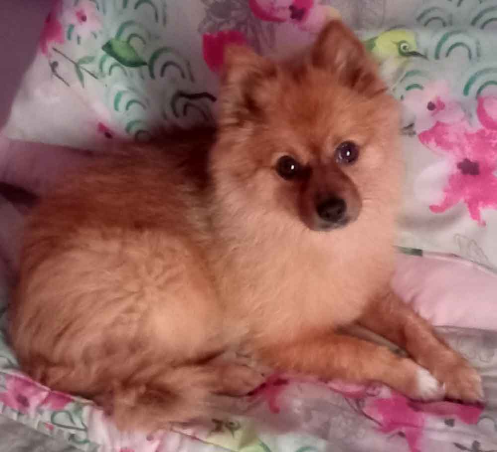 #235 Gauteng, Randburg ~ Adopt Female Pomeranian Mix: Skye