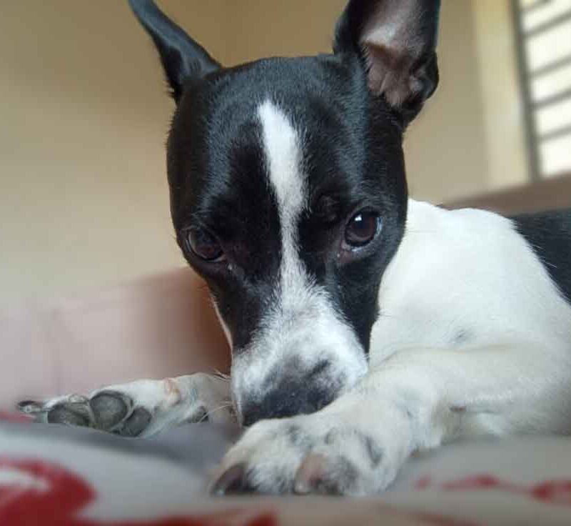 Energetic 1-year-old female Jack Russell mix Tillukè