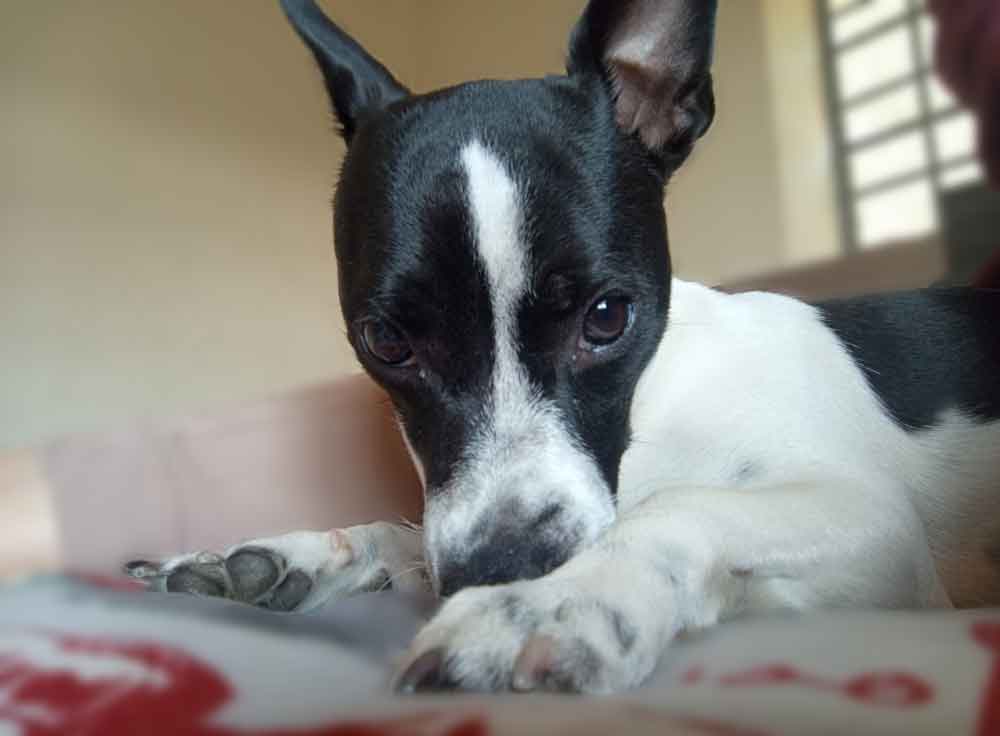 #233 Gauteng, Brakpan ~ Adopt Tillukè Young Female Jack Russell Mix 2 #233 Gauteng, Brakpan ~ Adopt Tillukè Young Female Jack Russell Mix