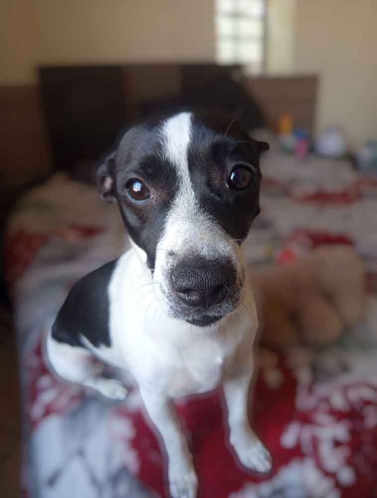 #233 Gauteng, Brakpan ~ Adopt Tillukè Young Female Jack Russell Mix 3 1-year-old female Jack Russell mix