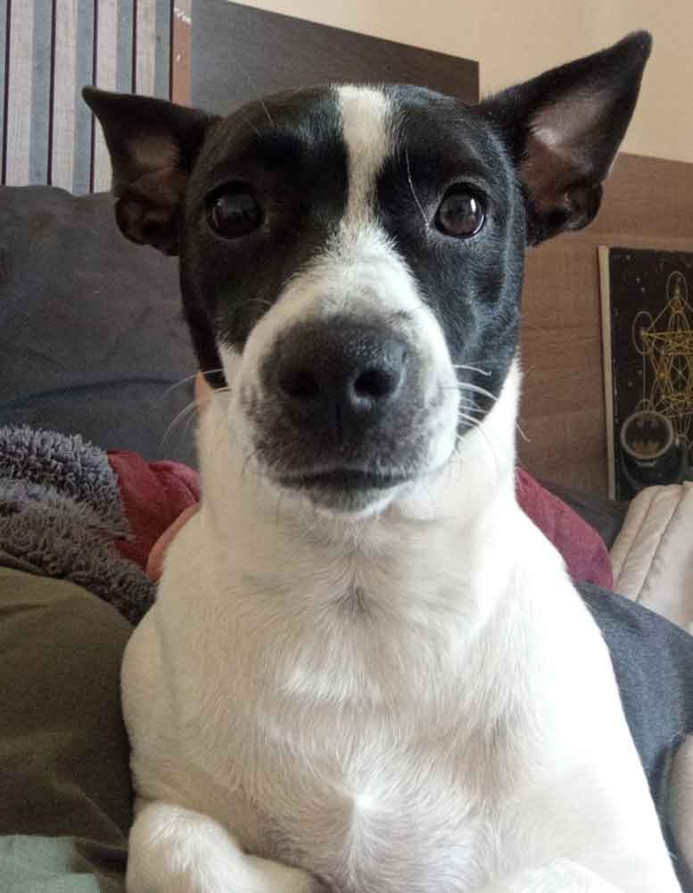 #233 Gauteng, Brakpan ~ Adopt Tillukè Young Female Jack Russell Mix 2 one year old female Jack Russell mix