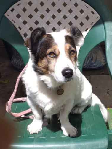 Adopt Vlekkie Male Jack Russell Corgi Mix