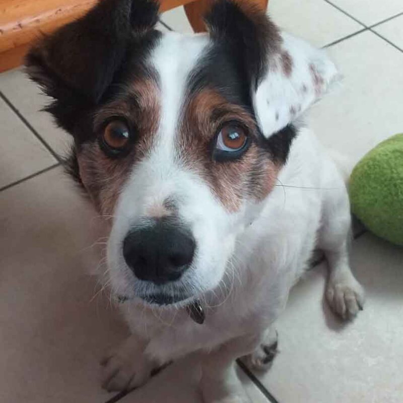 Vlekkie Male Jack Russell Corgi Mix