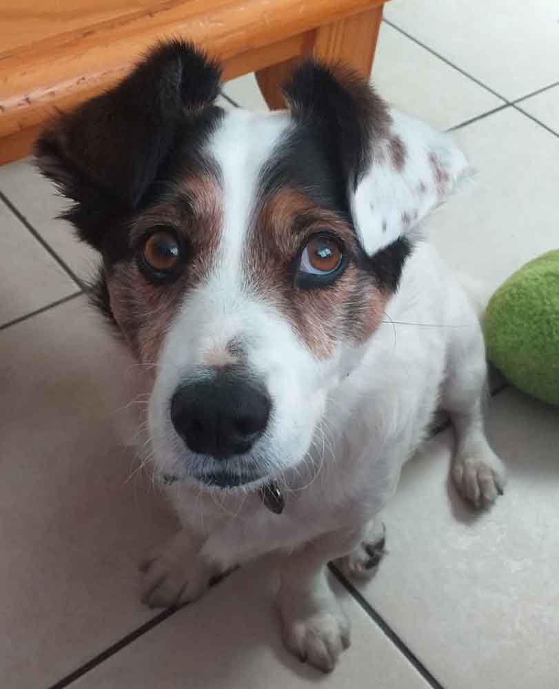 #237 Western Cape Pinelands ~ Adopt Vlekkie Male Jack Russell Corgi Mix