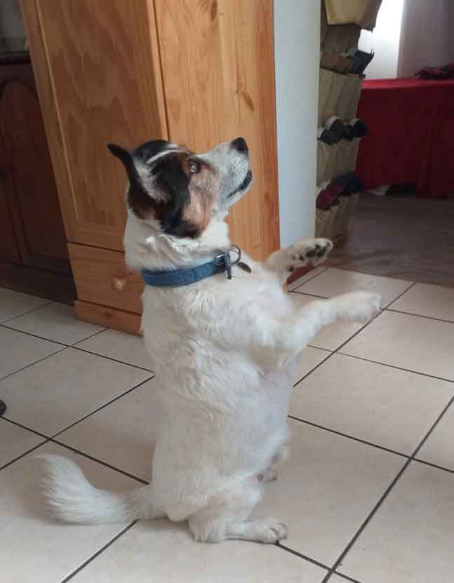 Adopt Vlekkie Male Jack Russell Corgi Mix