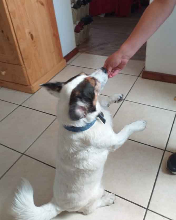 Adopt Vlekkie Male Jack Russell Corgi Mix