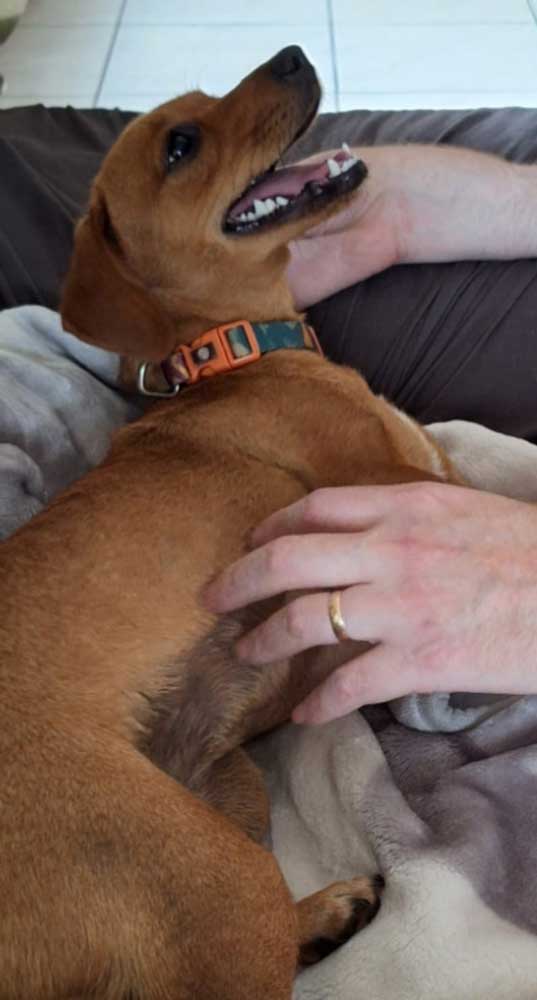 11 month old female Dachshund mix puppy