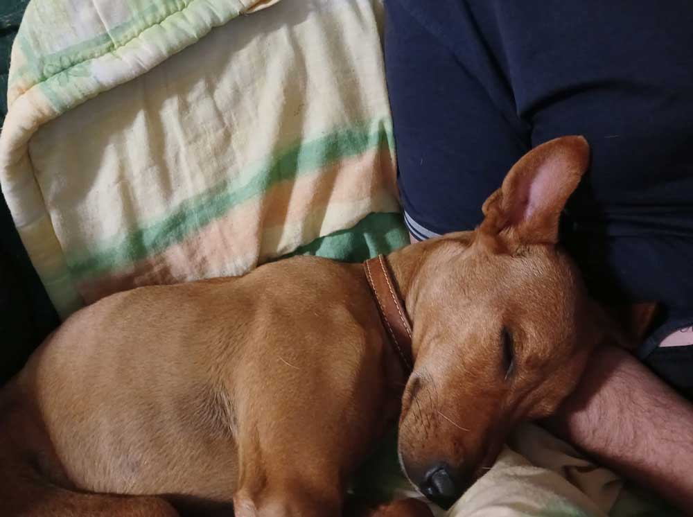 3-year-old male AfriCanis