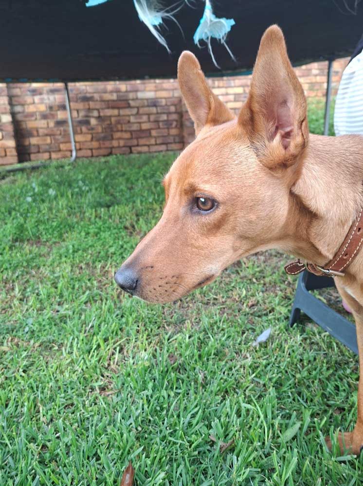 3-year-old male AfriCanis