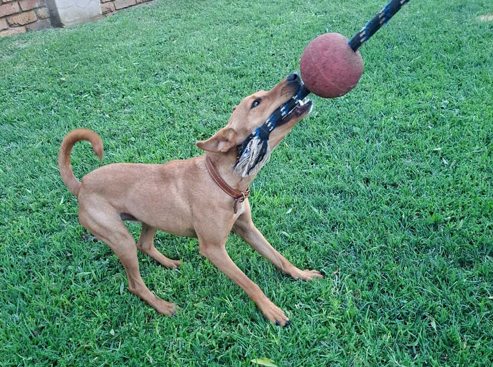 #246 Gauteng, Centurion ~ Adopt Floki Male AfriCanis