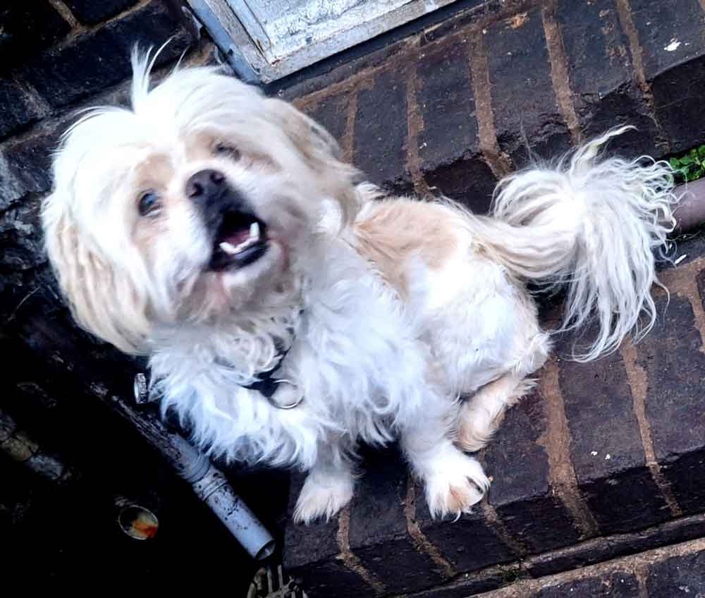 Pekingese - Maltese - Mix Male